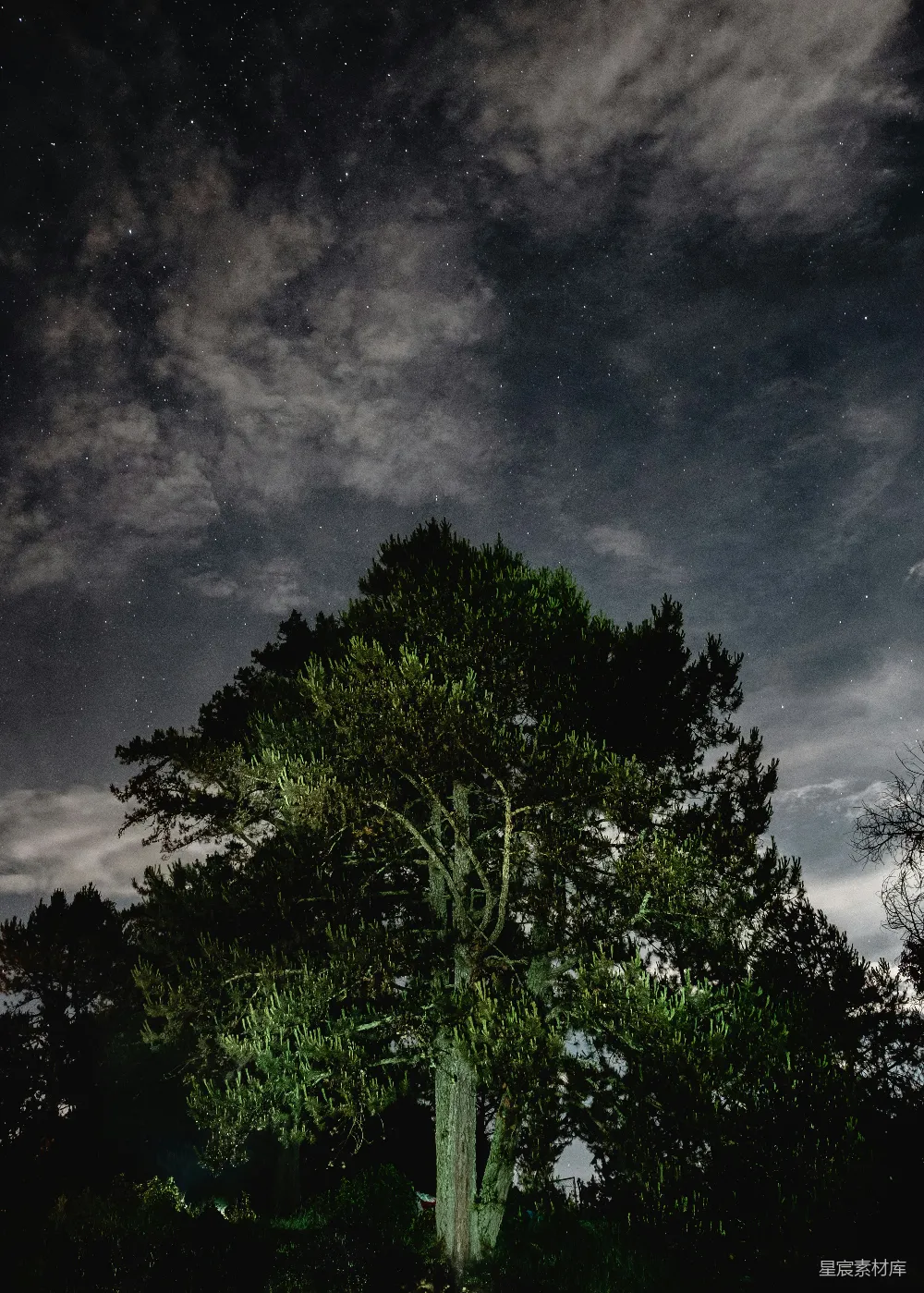高清摄影  黑夜里绿树成荫