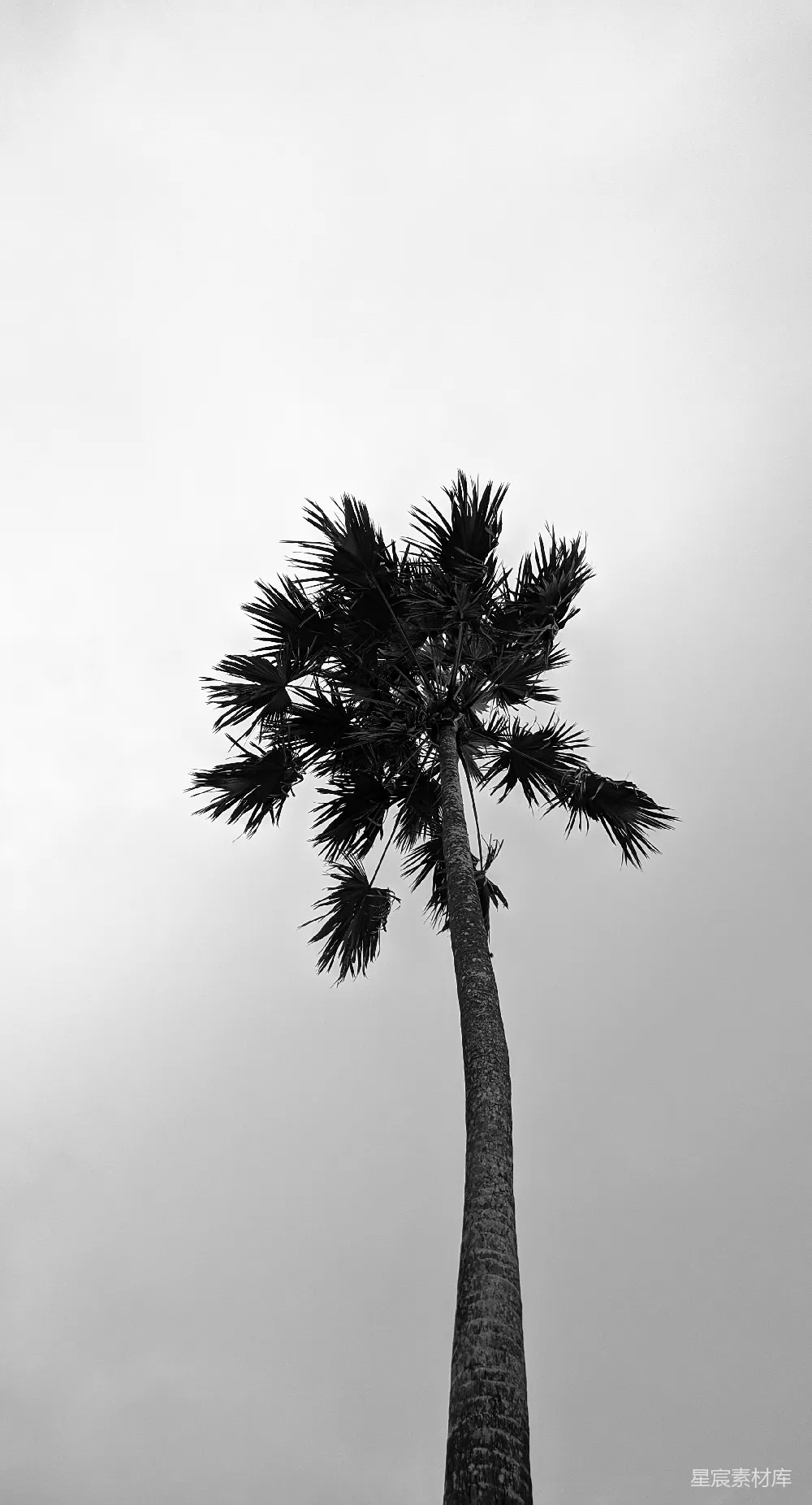 高清摄影  一张棕榈树的黑白照片