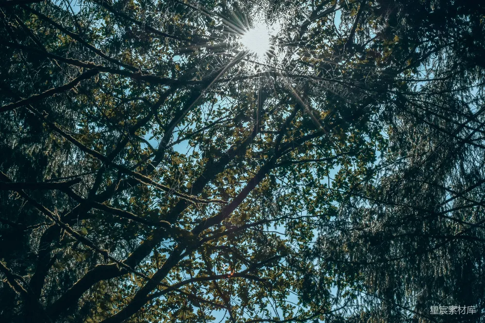 高清摄影  一棵树，阳光透过树叶照耀下来。