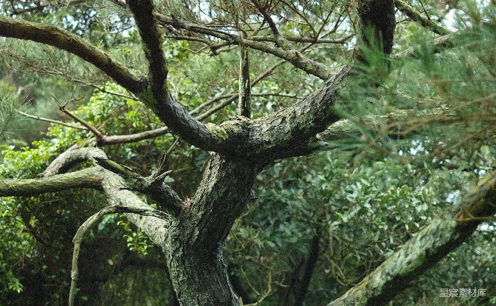 高清摄影 自然 森林中的绿树