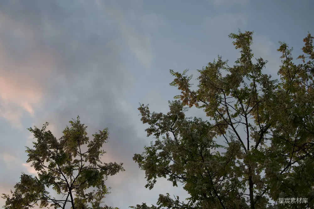 高清摄影  一些树木和带云的天空背景