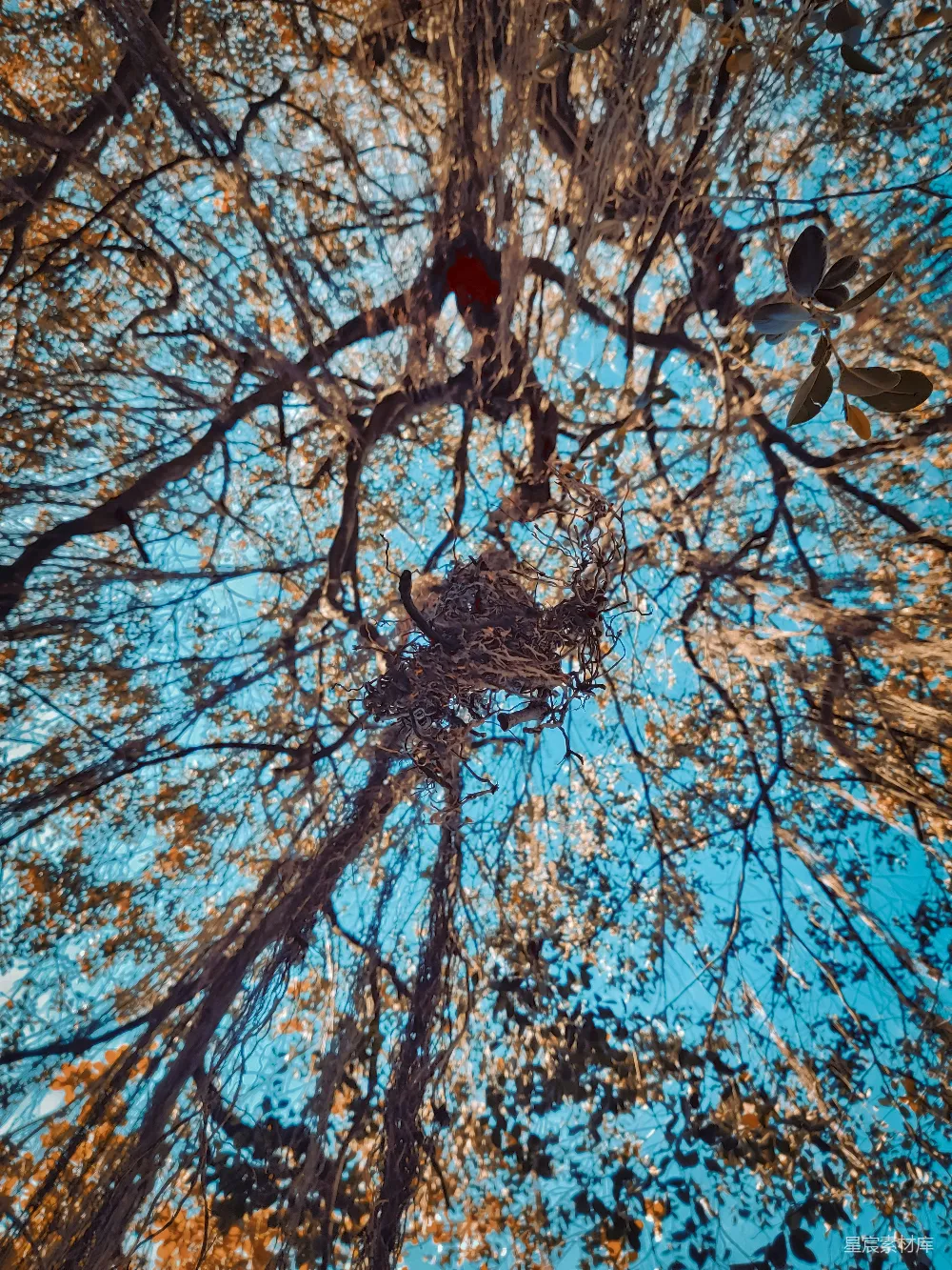 高清摄影  仰望森林中树木的顶端