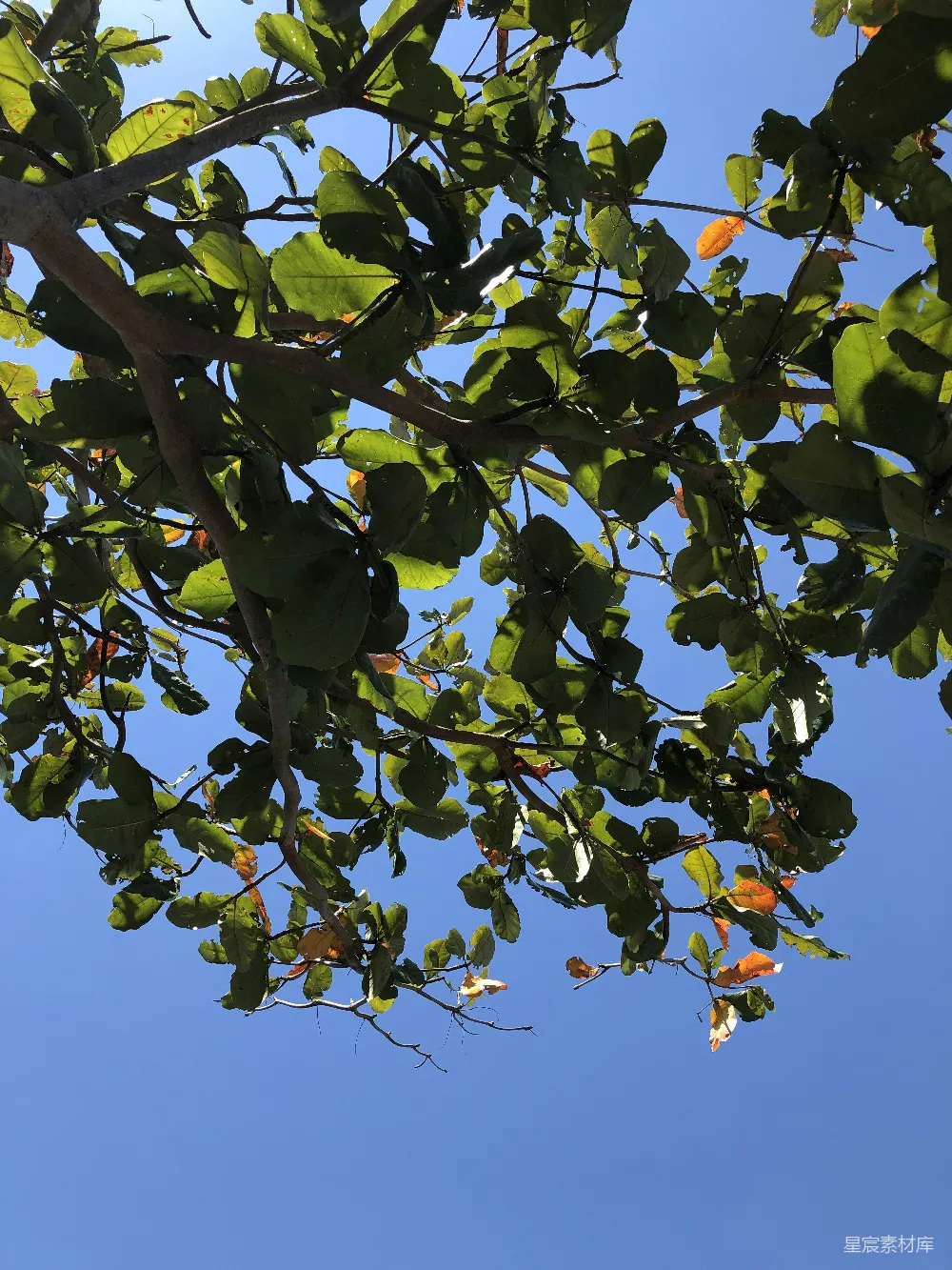 高清摄影  绿树