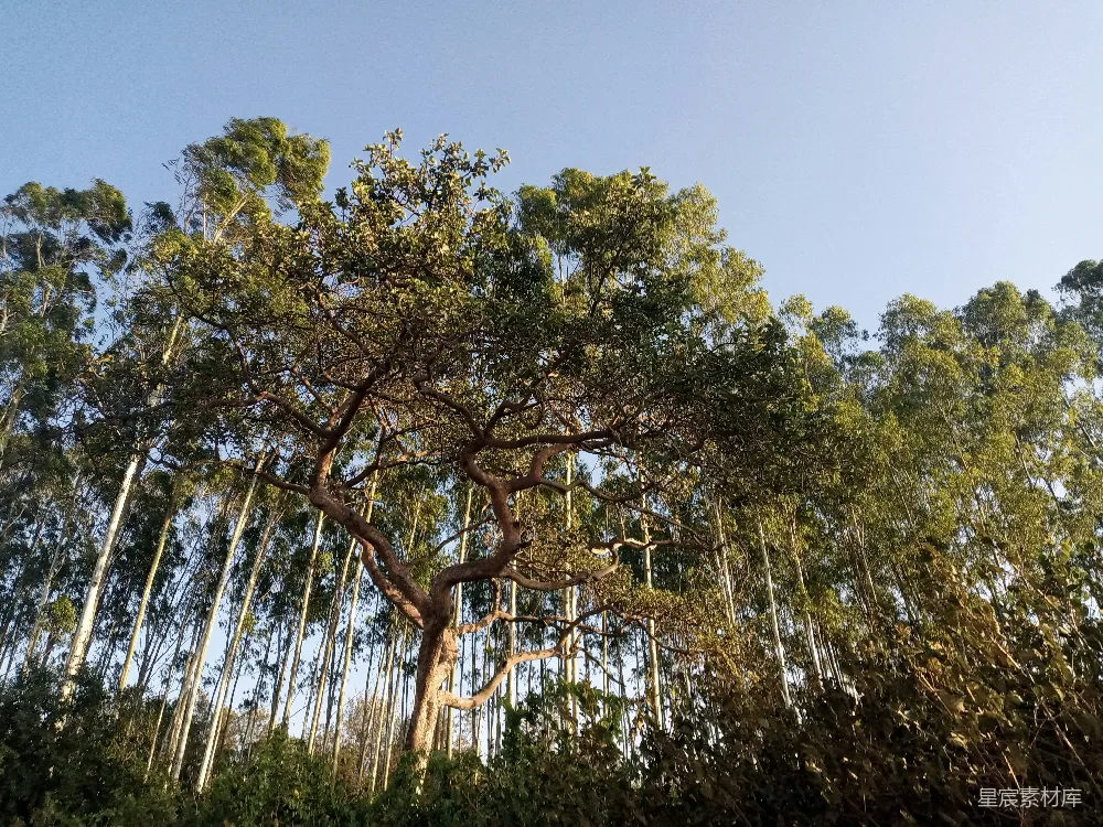 高清摄影  一棵大树在森林中央