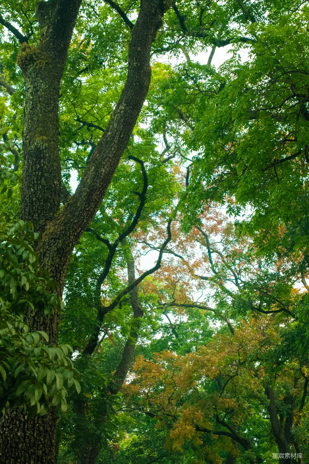 高清摄影 自然 一个长椅坐落在森林中央。
