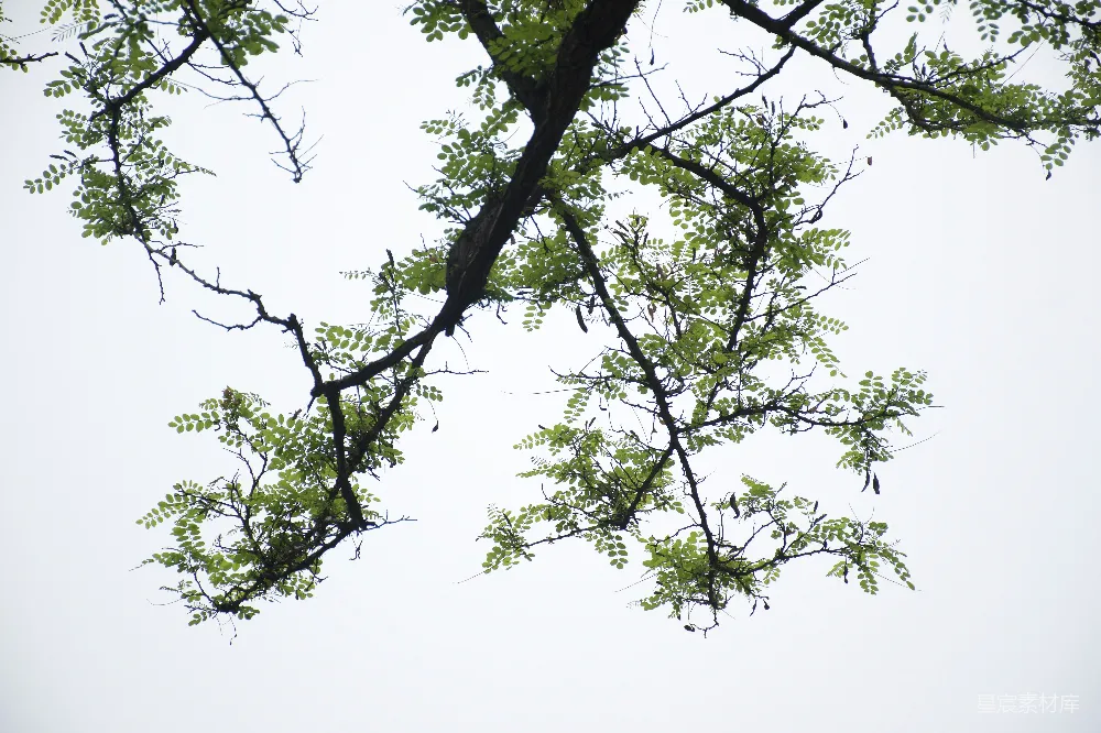 高清摄影  一只鸟栖息在树枝上。