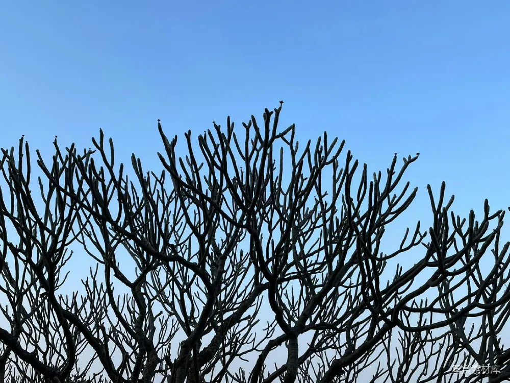 高清摄影  一只鸟栖息在树枝上