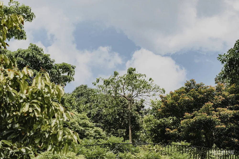 高清摄影  一片郁郁葱葱的森林，里面有许多树木。