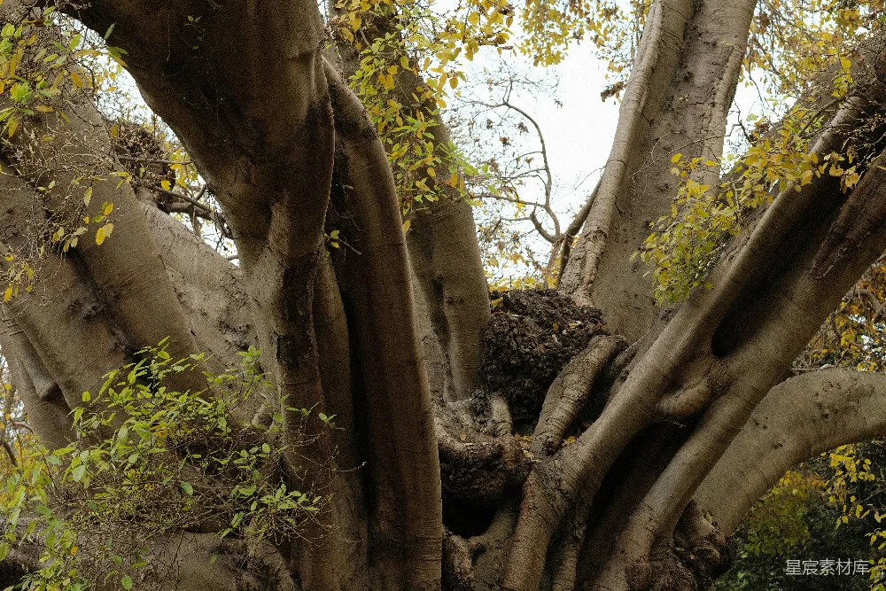 高清摄影 旅行 壁纸 森林里有一棵枝叶茂盛的大树。
