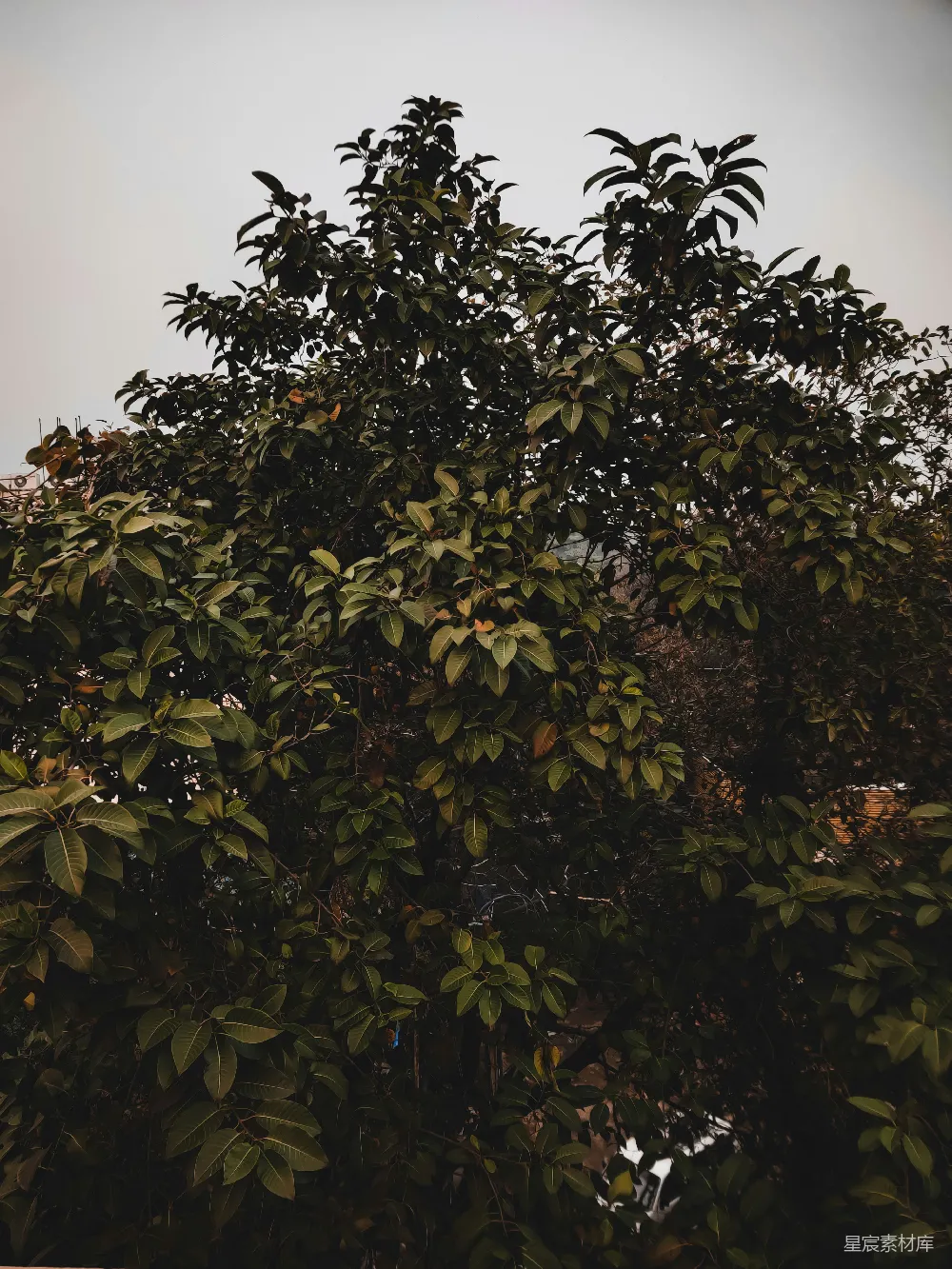 高清摄影 壁纸 一棵绿叶树