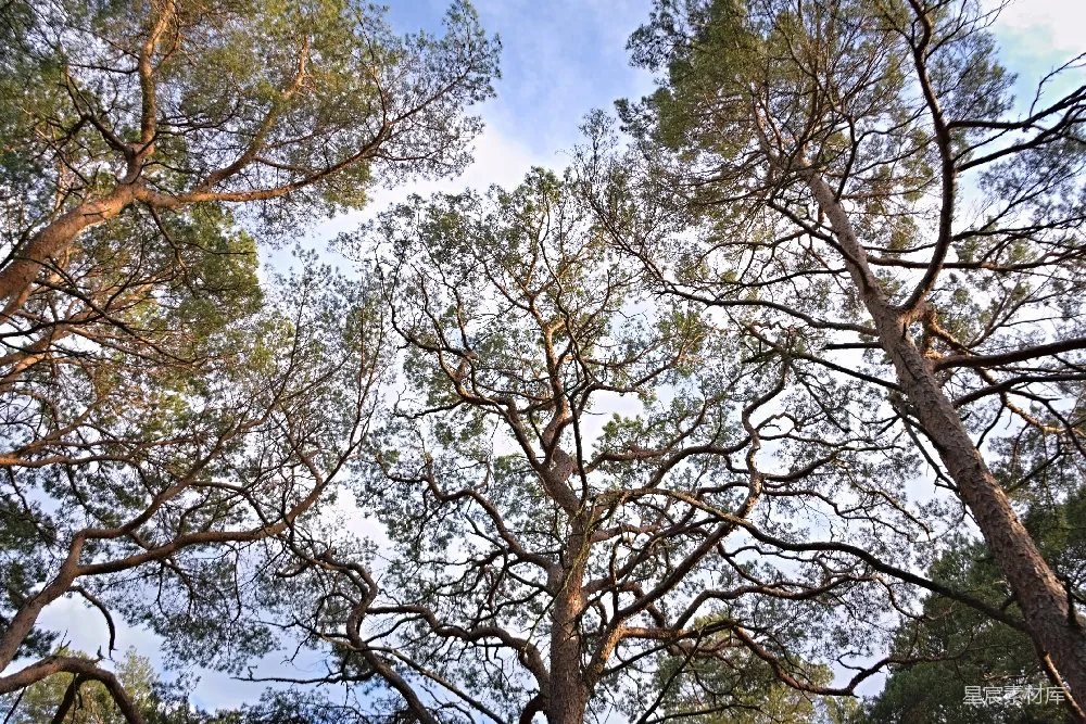 高清摄影  高耸的松树伸向蓝天。