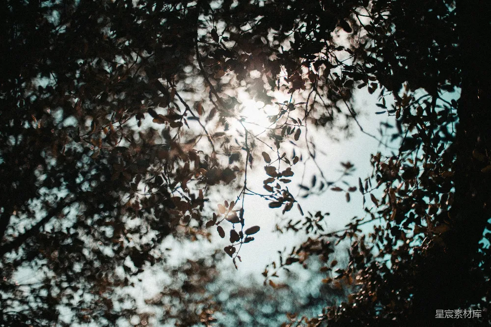 高清摄影  绿树