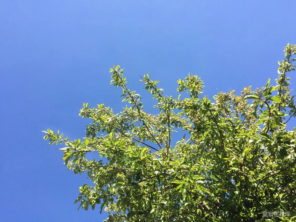 高清摄影  绿树的枝条在清澈的蓝天背景下。