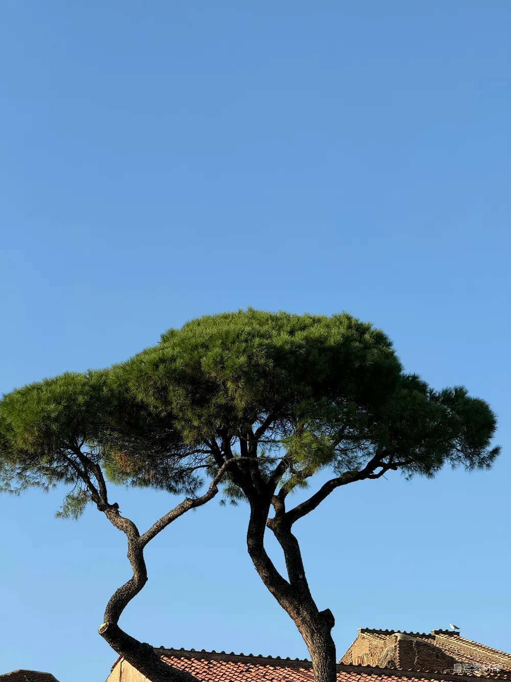 高清摄影  一棵紧挨着建筑物的树