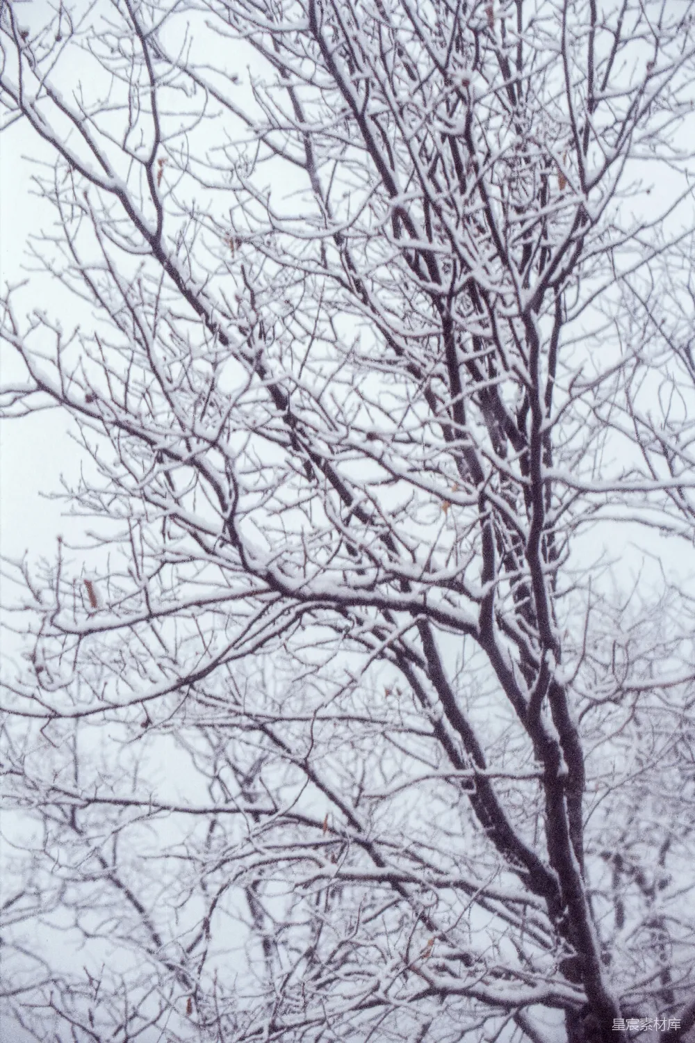 高清摄影 电影 一棵被雪覆盖的无叶树