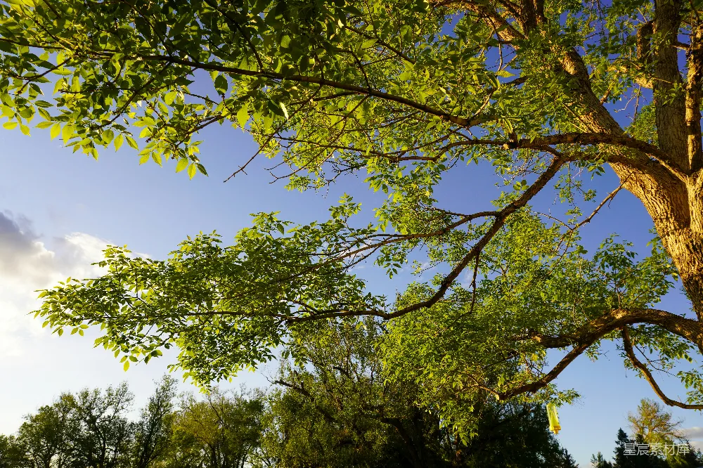 高清摄影  白天蓝天下的一棵绿树