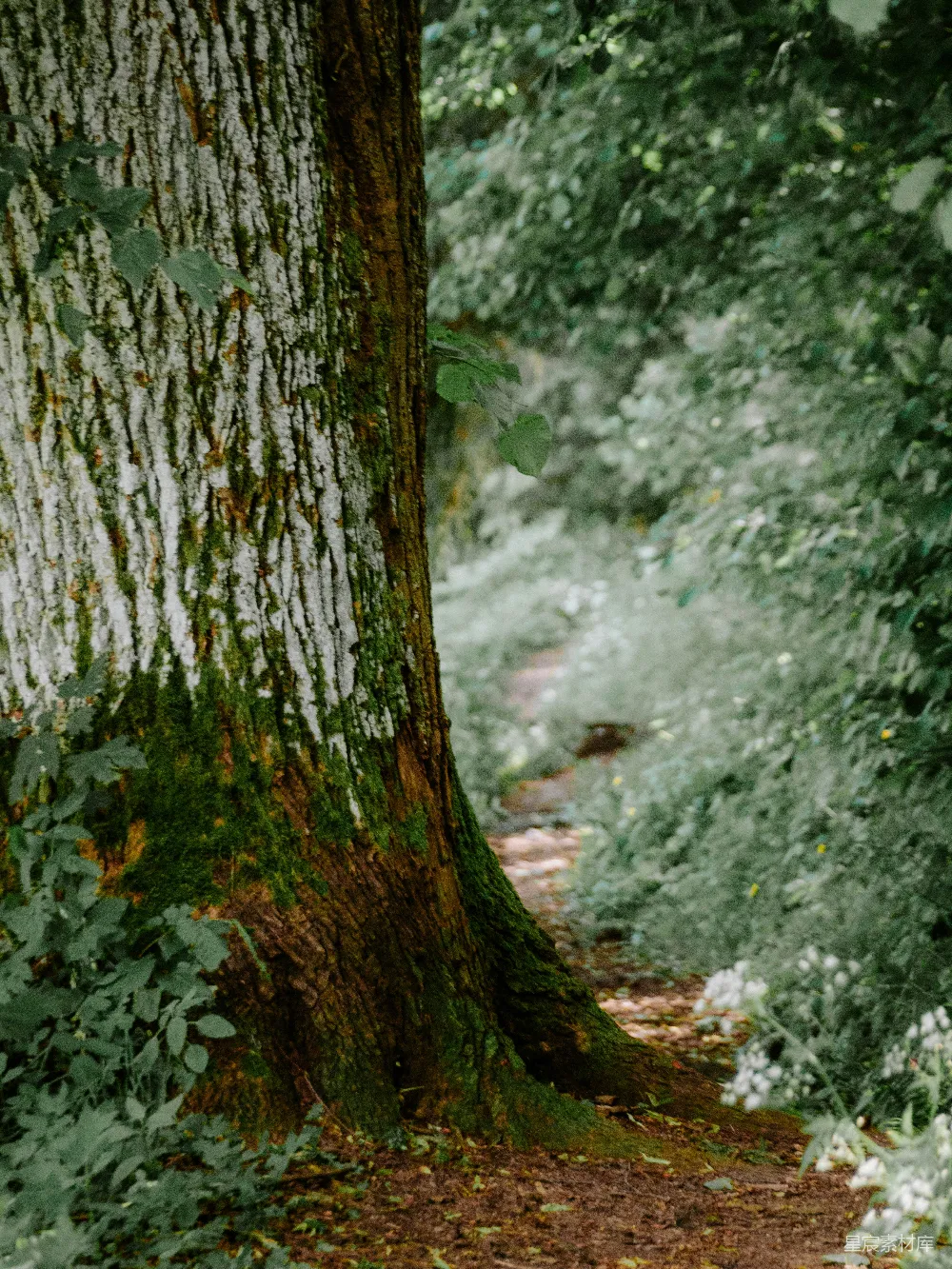 高清摄影  一棵长满青苔的树干