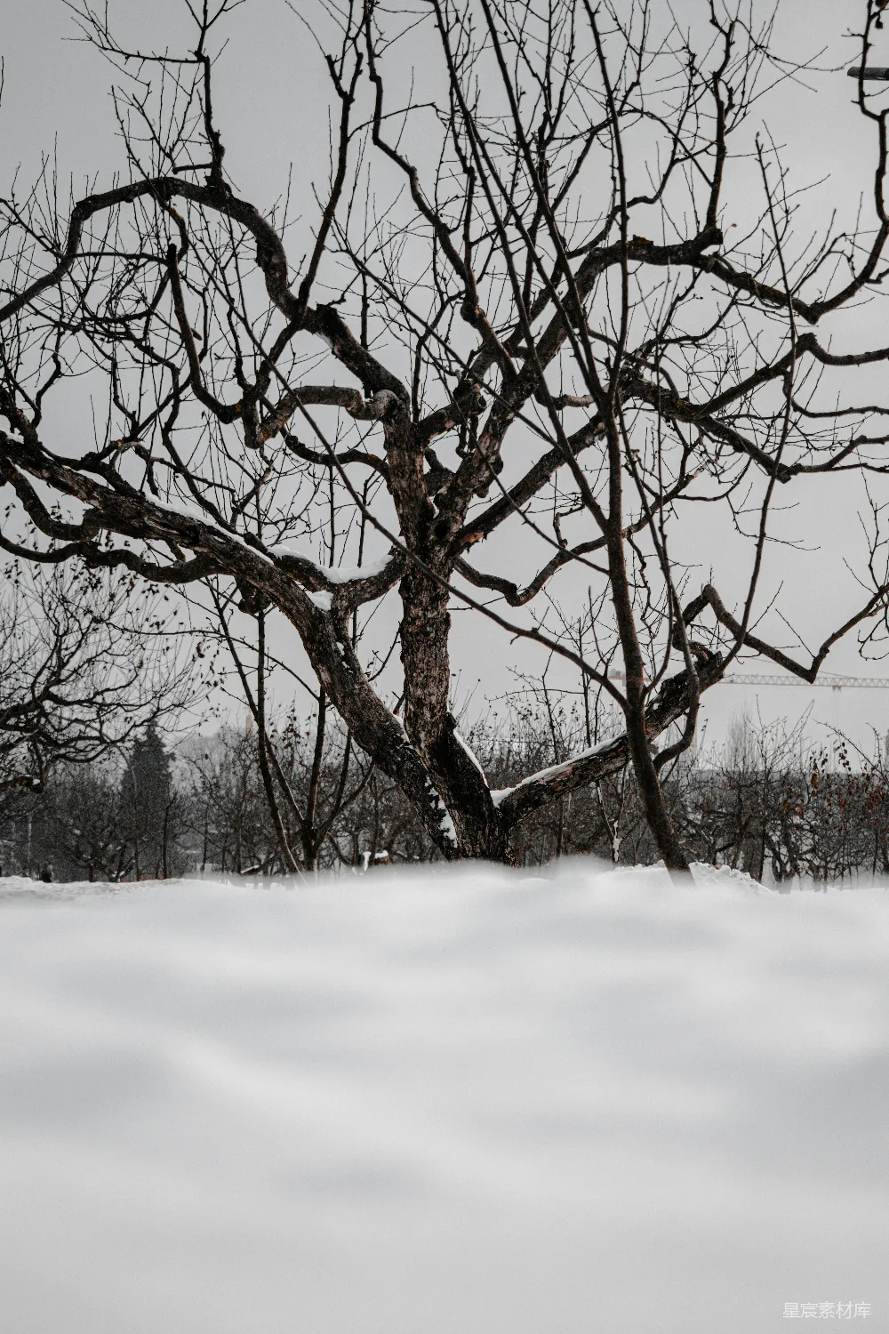 高清摄影 自然 白天，棕色光秃的树矗立在积雪覆盖的地面上。