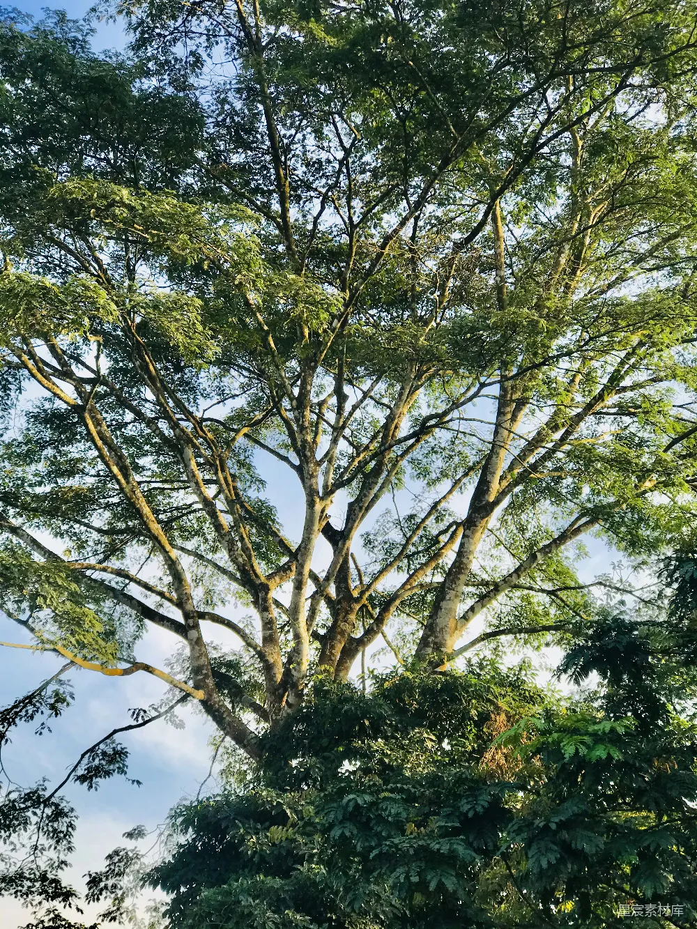 高清摄影  蓝天下白天的绿树