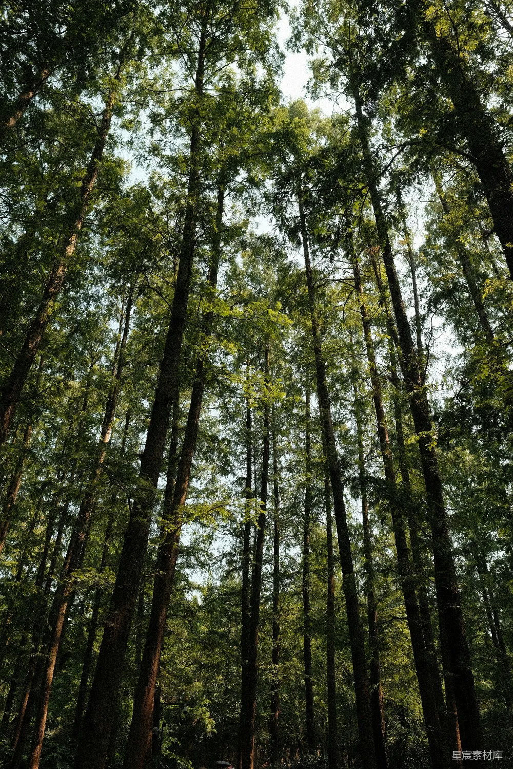 高清摄影  一片充满高大树木的森林
