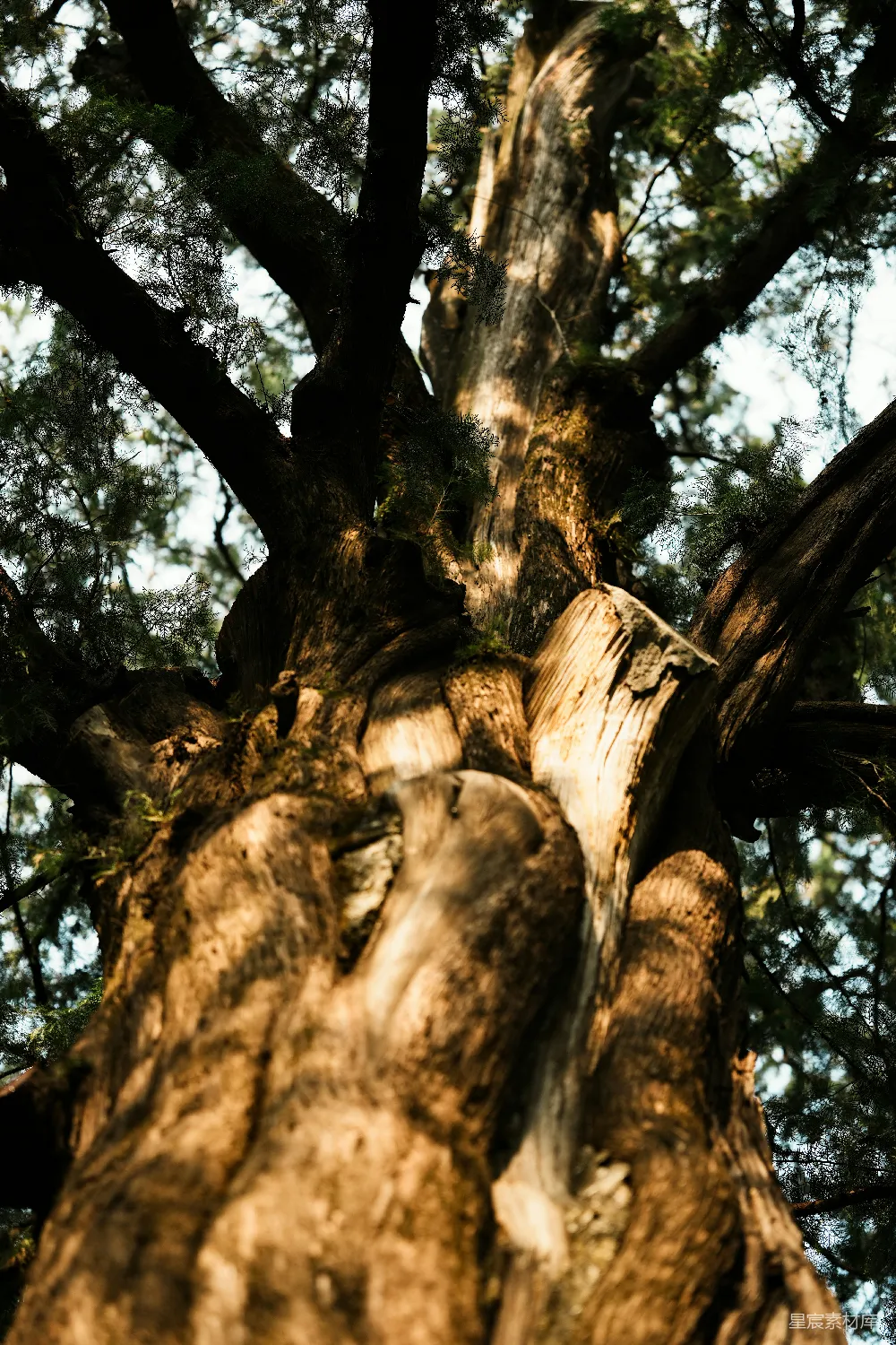高清摄影  古老扭曲的树干，带有纹理的树皮