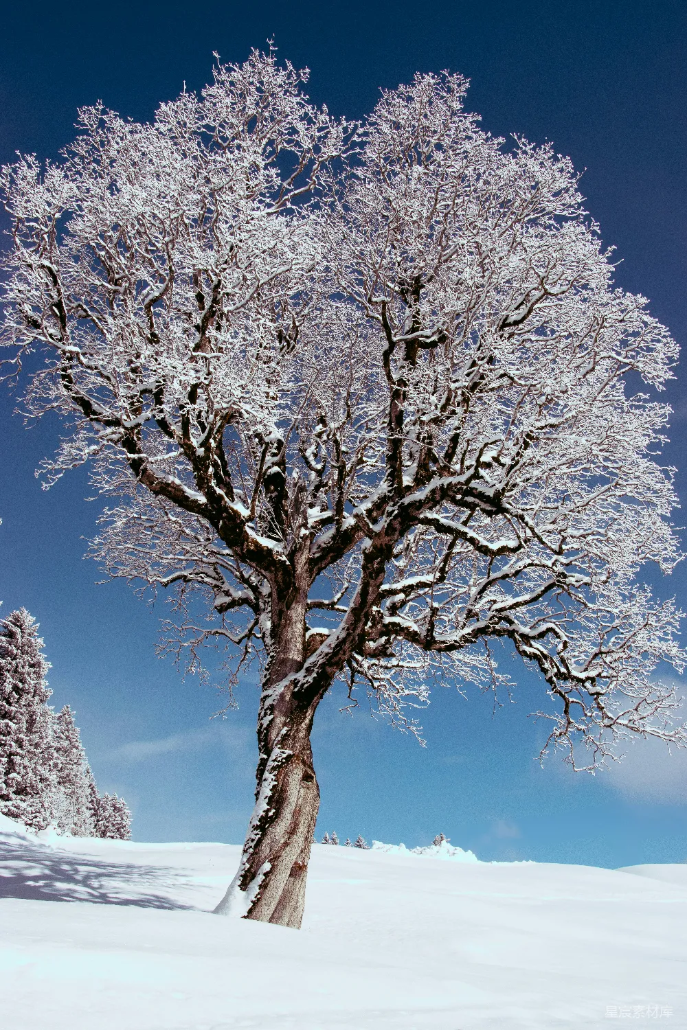 高清摄影  一棵被雪覆盖的树，位于一片雪地中央