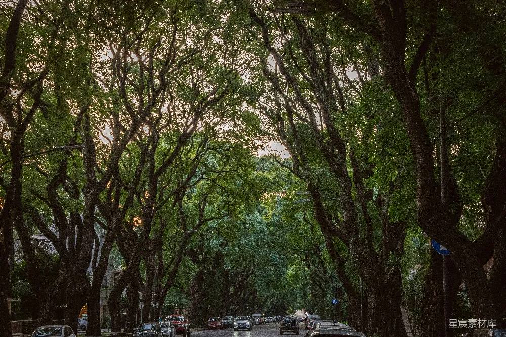 高清摄影  一条两旁种满树木并停满汽车的街道