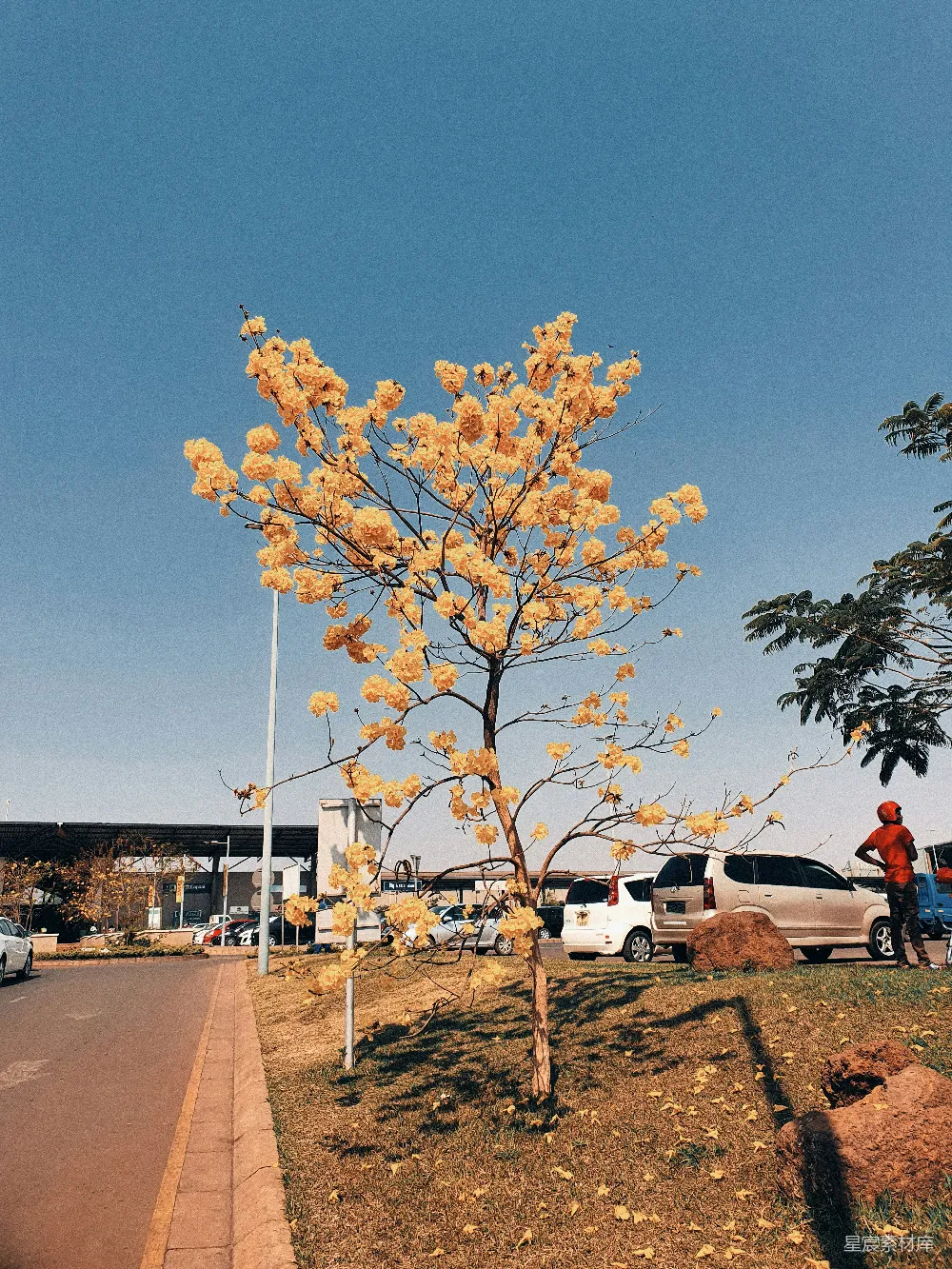 高清摄影  一棵开黄花的树