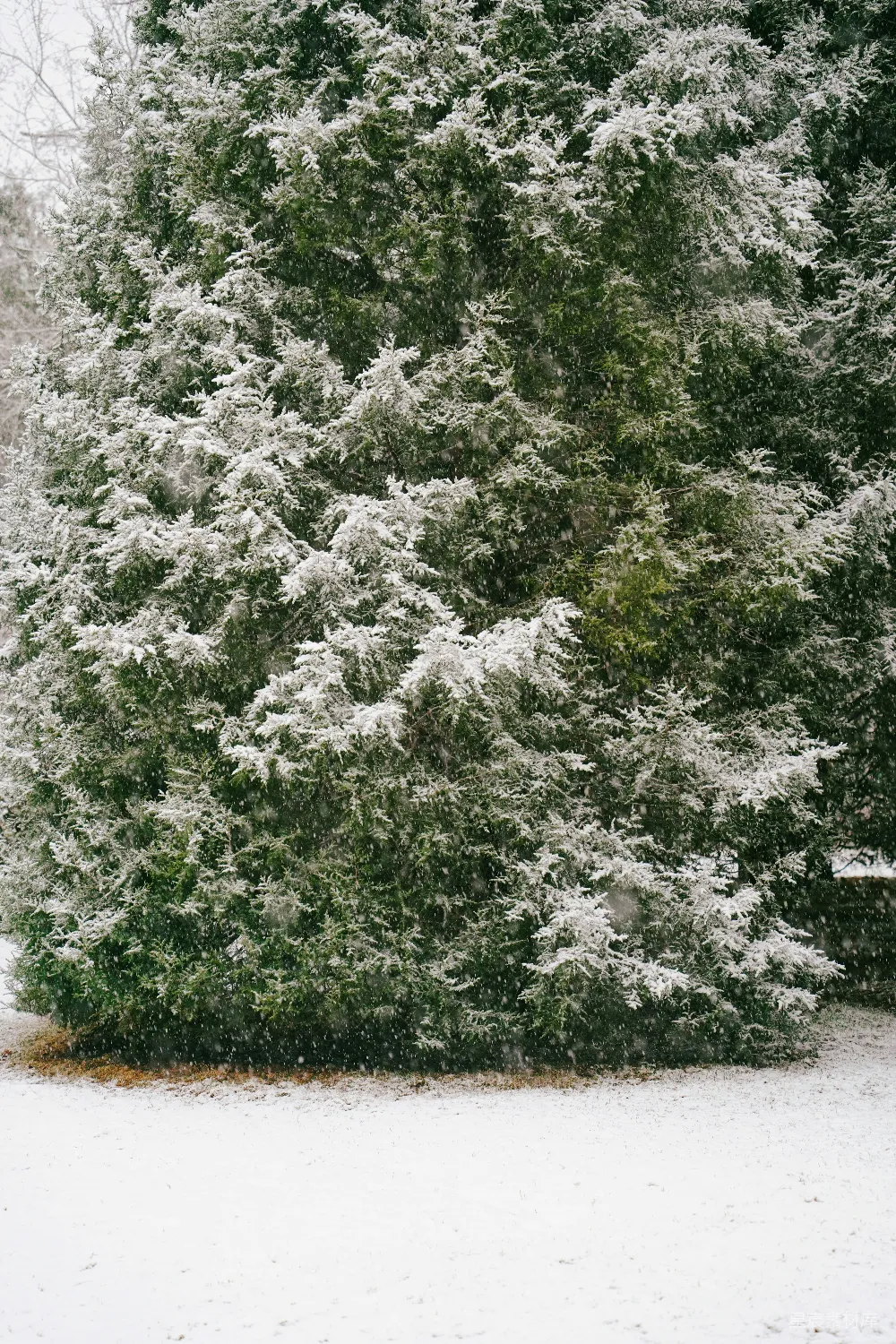 高清摄影  一棵被雪覆盖的大树旁边有一个长椅。