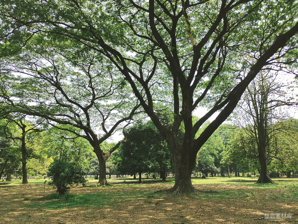 高清摄影  一个有很多树木和草地的公园