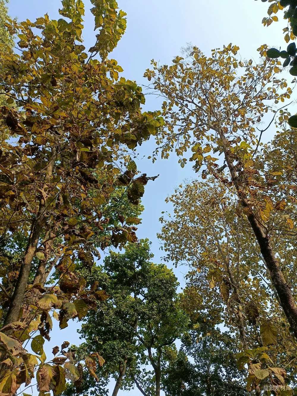 高清摄影  一片充满了许多树木和树叶的森林