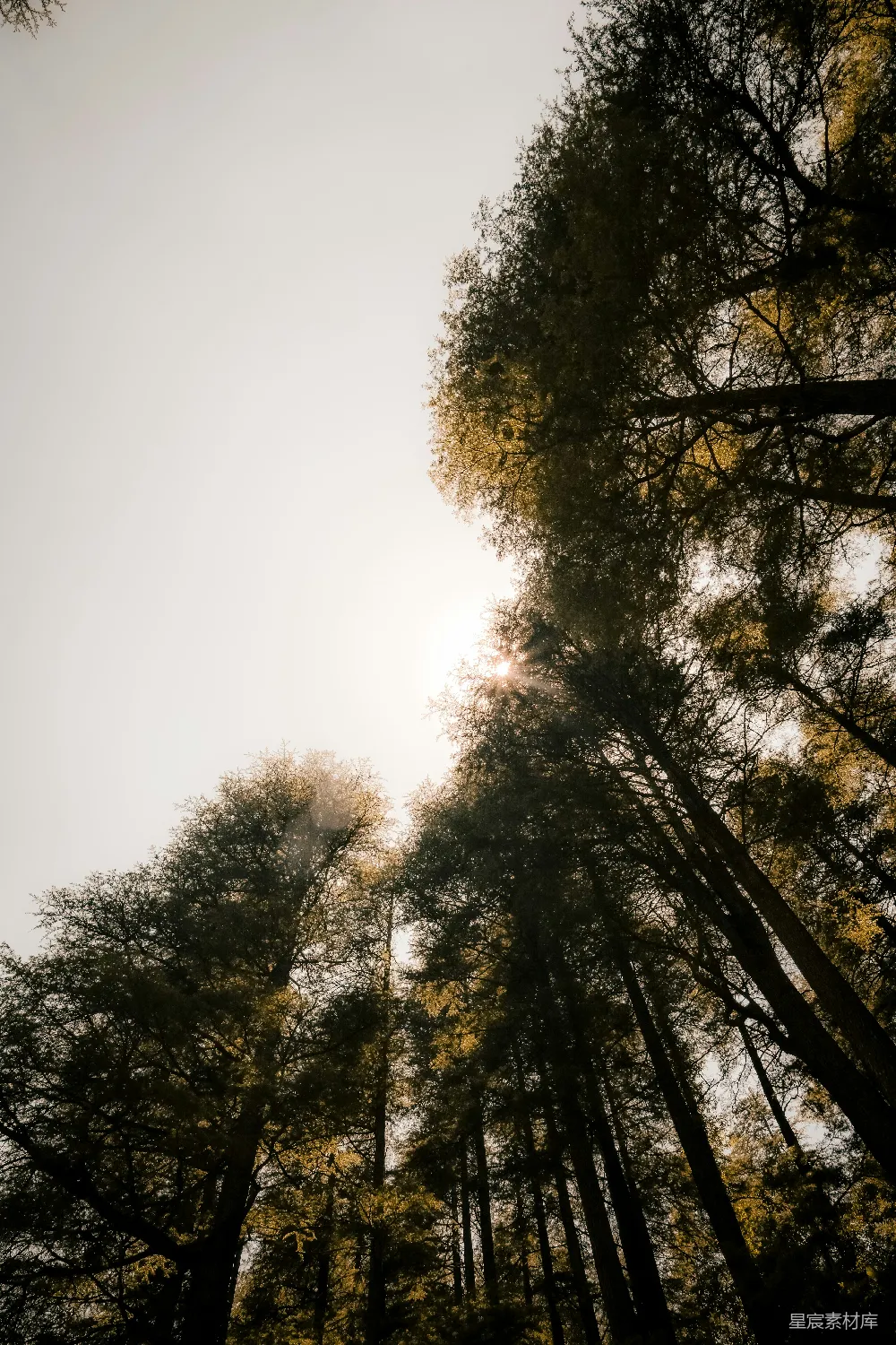 高清摄影  高大的树木在明亮的天空背景下剪影而上。