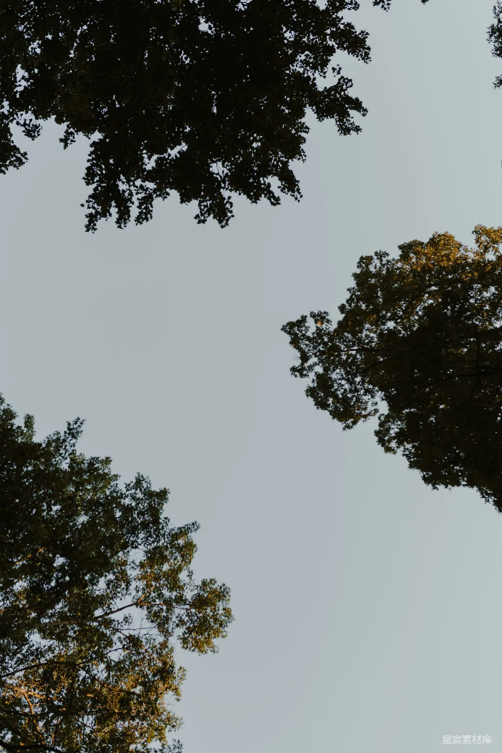 高清摄影  白天，白净的天空下有绿树。