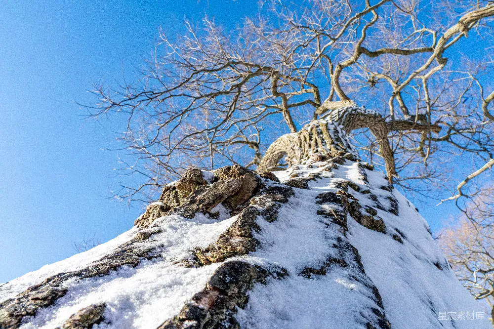高清摄影  一棵站在雪山上边的树
