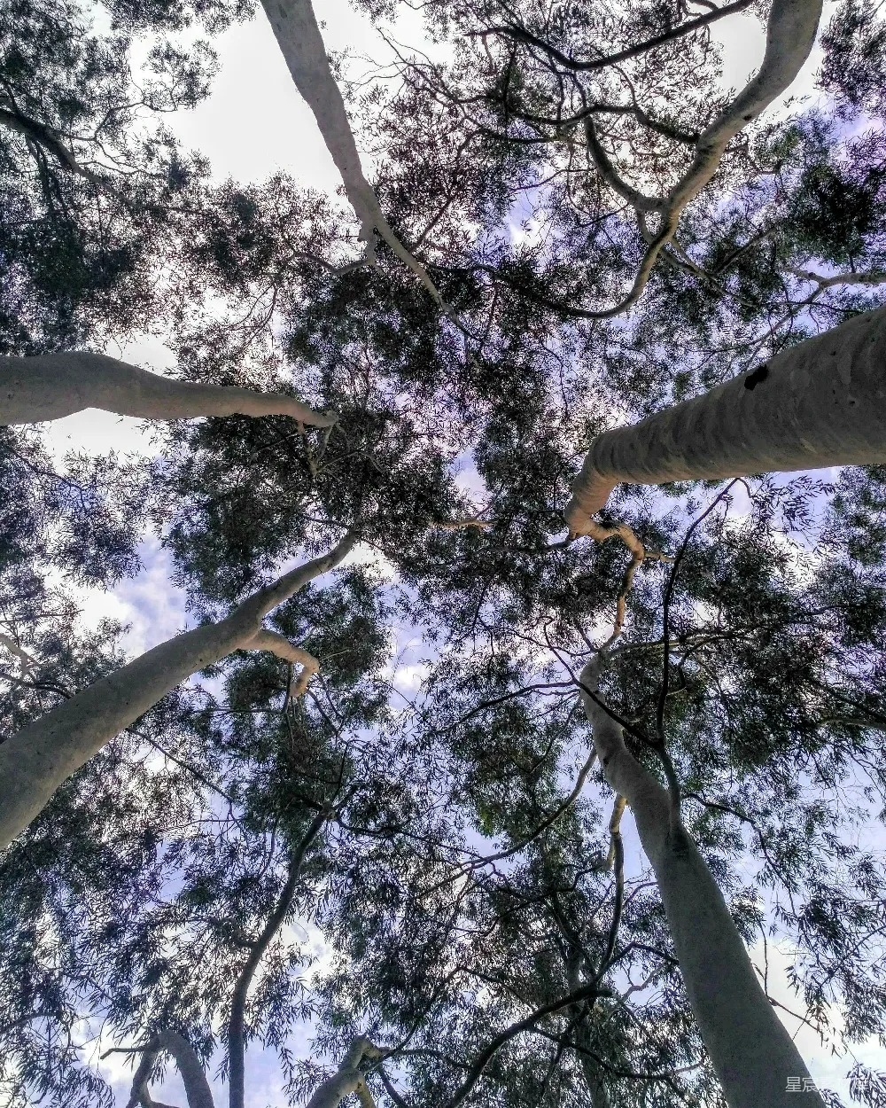 高清摄影 自然 仰望高大树木的顶端