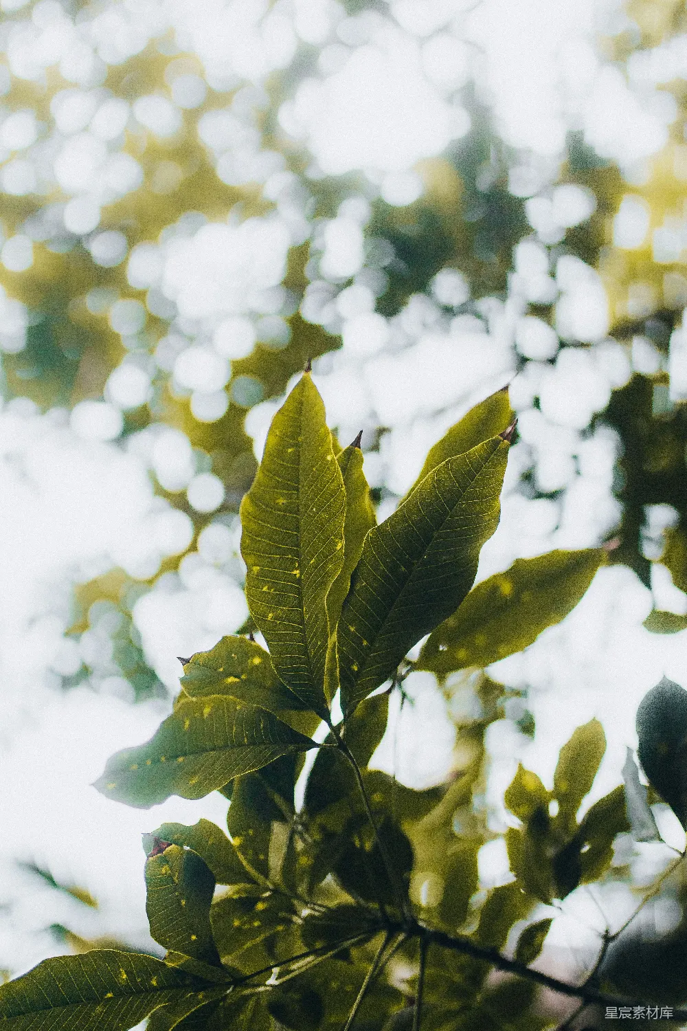 高清摄影  一张植物的特写照片。