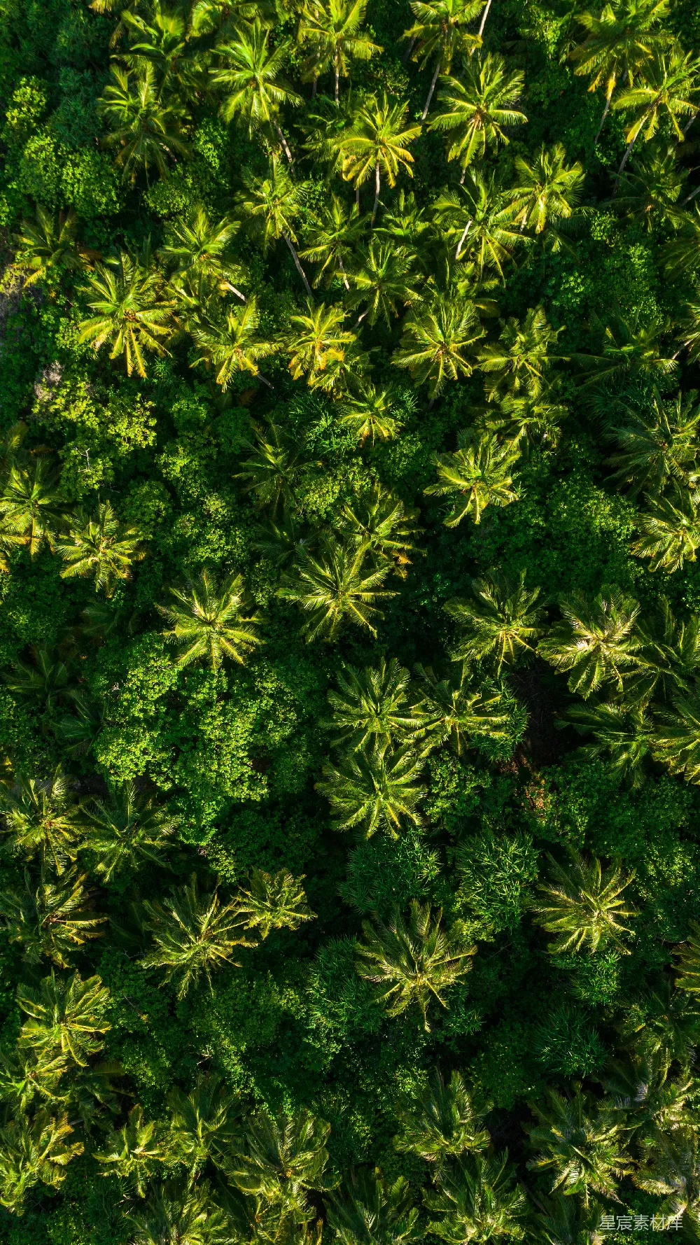 高清摄影  森林航拍照片