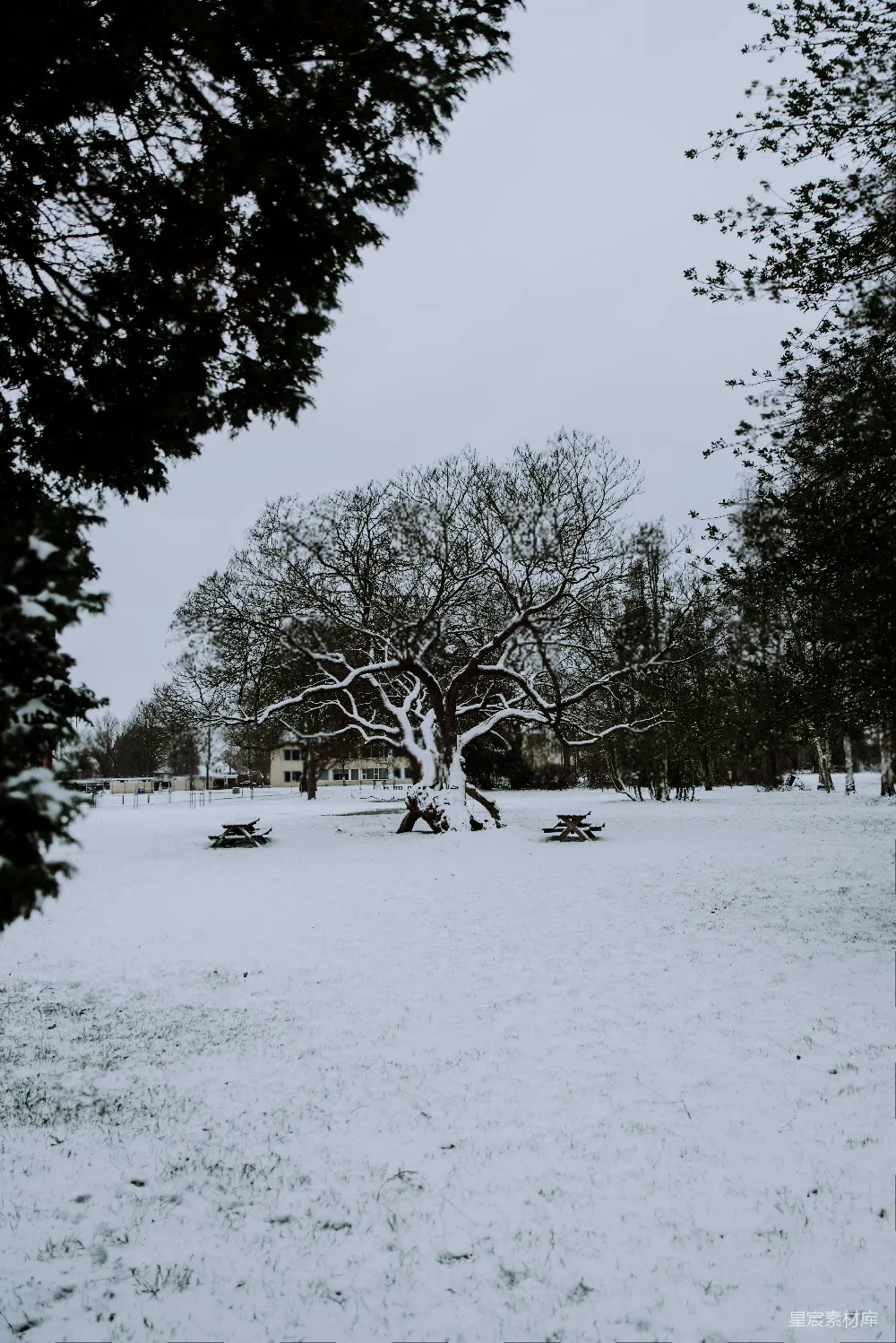 高清摄影  雪地上白天的绿树