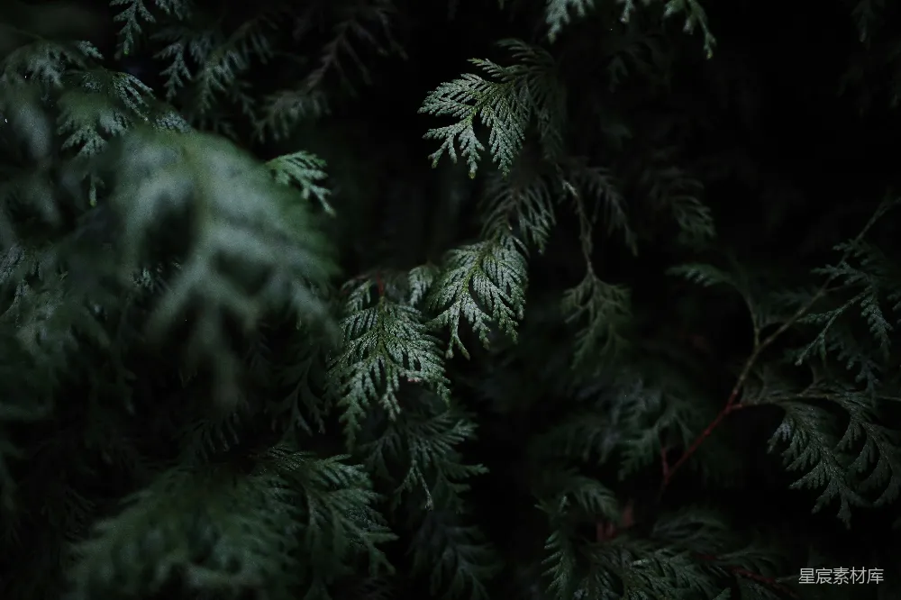 高清摄影  绿叶植物