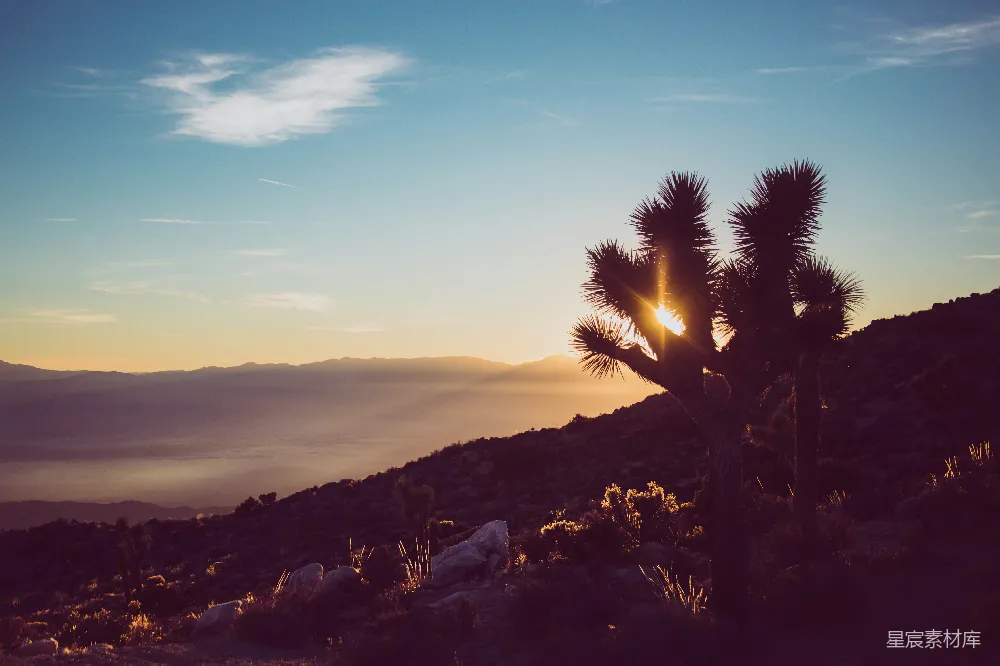 高清摄影  夕阳在山间落下，前景中有仙人掌。