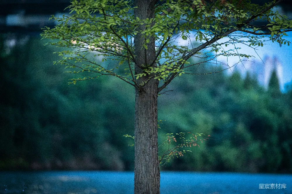 高清摄影  水中中央的一棵树