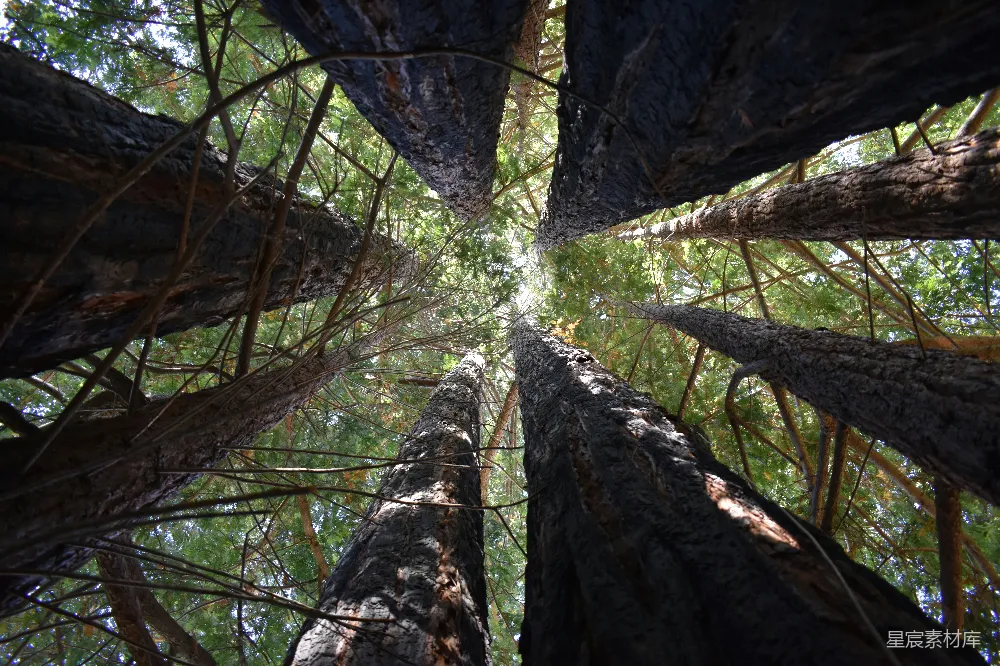 高清摄影  仰望红杉树，看向天空