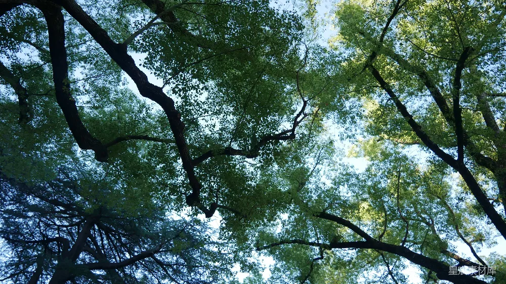 高清摄影  仰望森林树梢