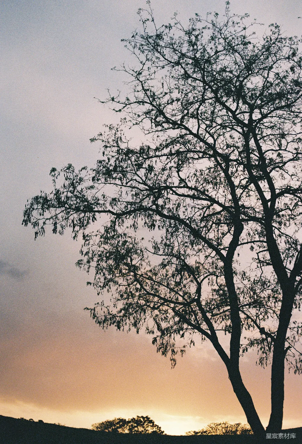 高清摄影  一棵孤独的树在夕阳的背景下剪影。