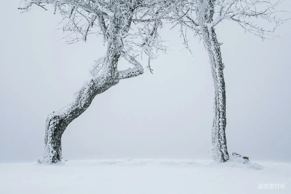 高清摄影 自然 几棵积雪中的树