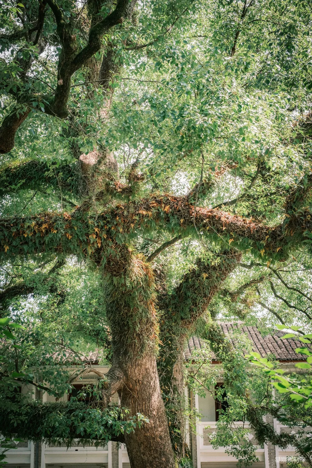 高清摄影  茂盛的绿树，枝条上长着苔藓，旁边有一座建筑。