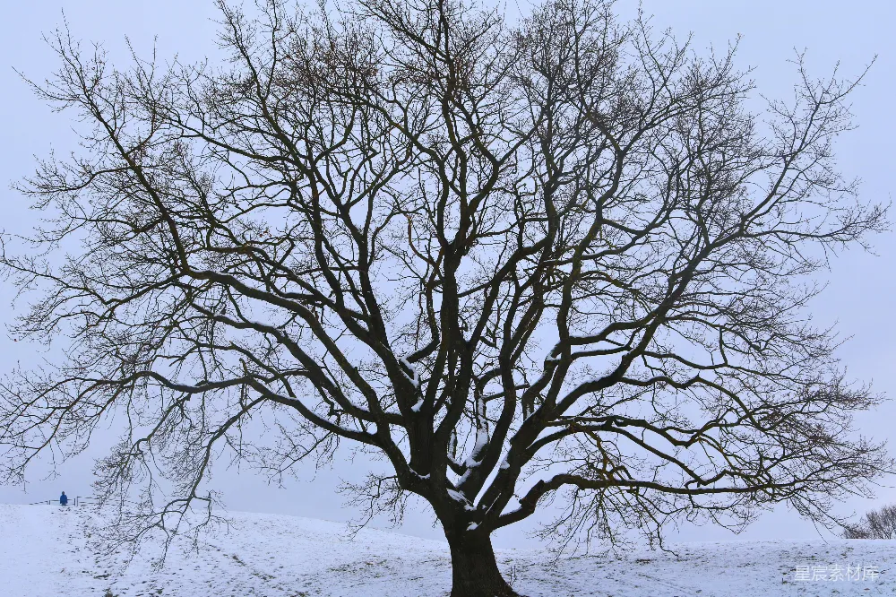 高清摄影  一片雪地中央的一棵孤树