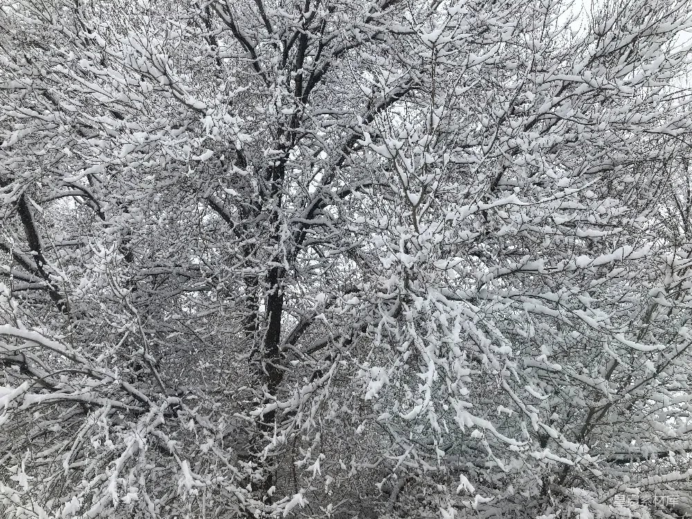 高清摄影  一群被雪覆盖的树木