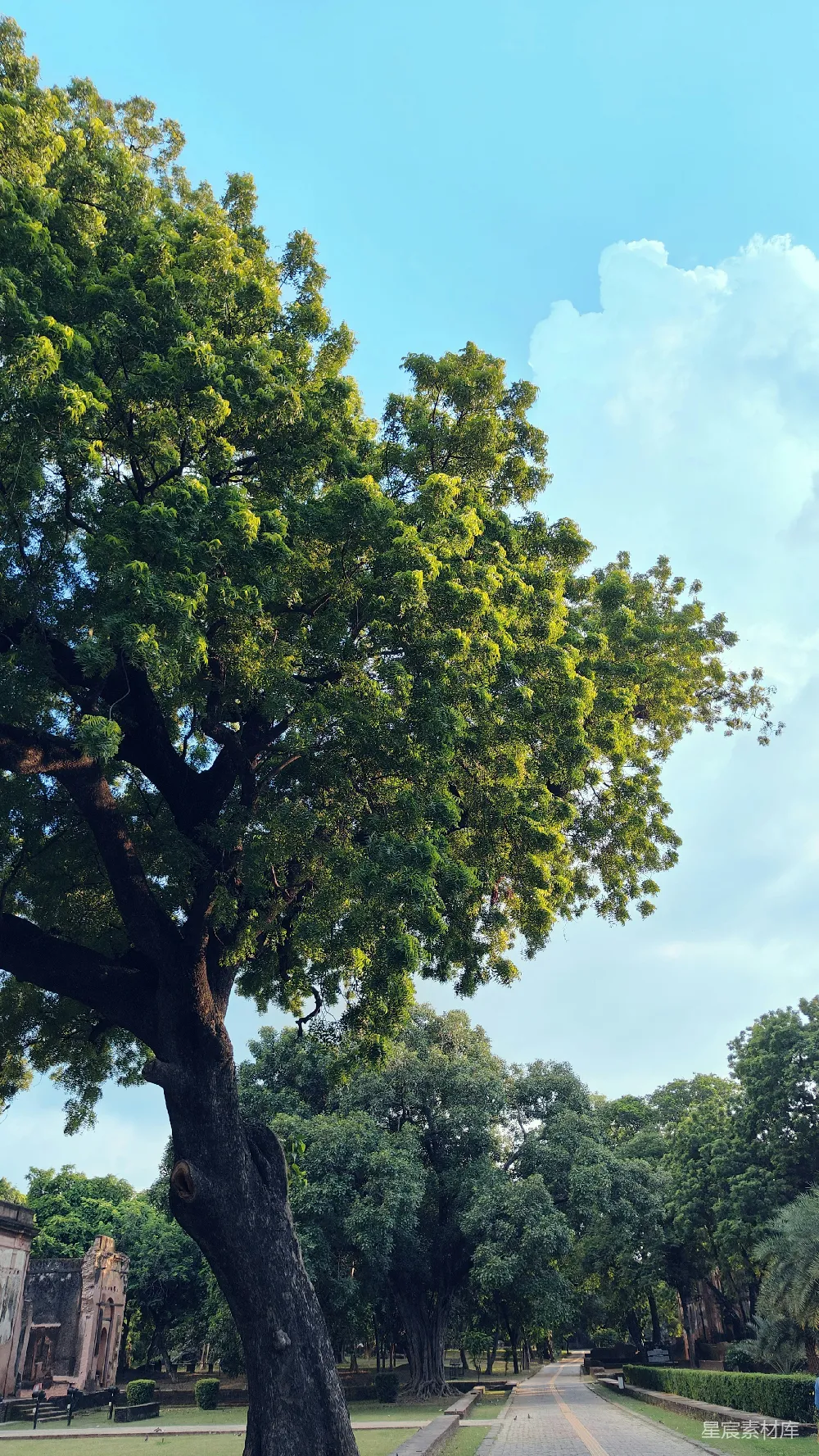 高清摄影  一棵大树站在路边