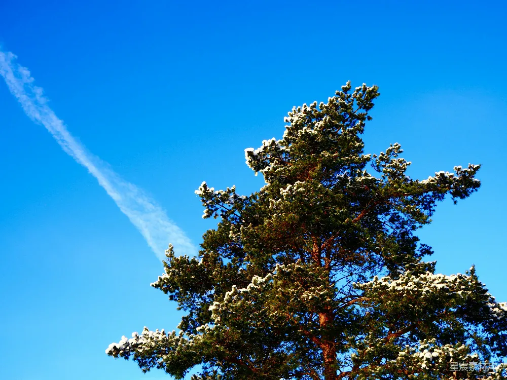 高清摄影  一棵积雪覆盖的树和天空中的航迹线